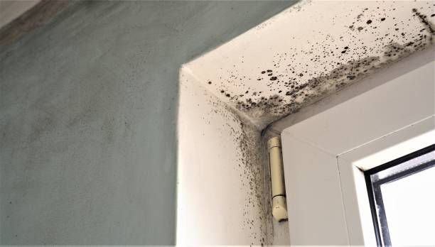 Best Environmental Consulting for Mold Prevention  in Cohoe, AK