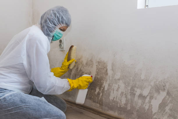 Best Black Mold Removal  in Cohoe, AK