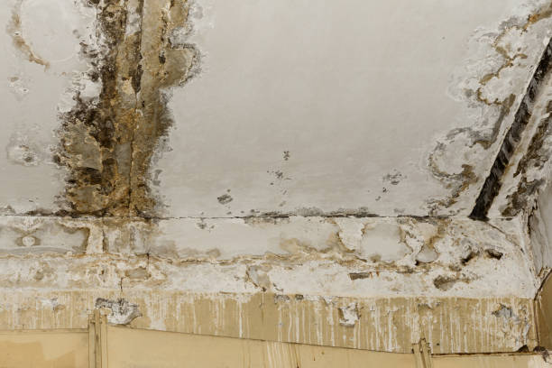 Best HVAC Mold Inspection and Cleaning  in Cohoe, AK