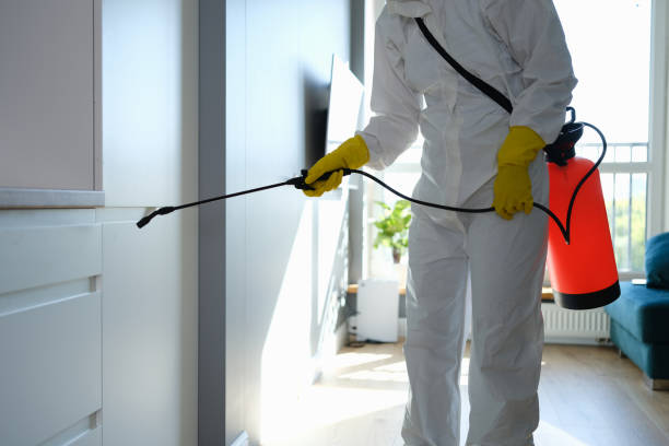 Best Basement Mold Removal  in Cohoe, AK
