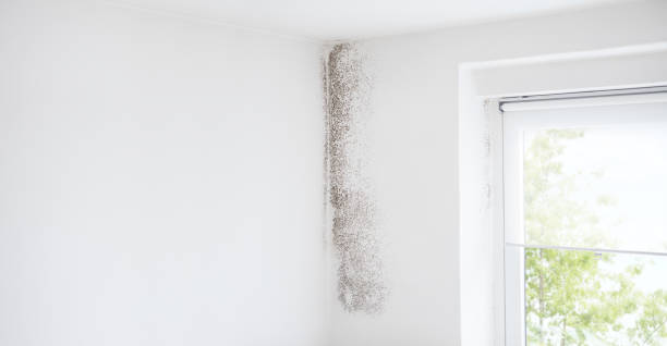 Professional Mold Removal in Cohoe, AK