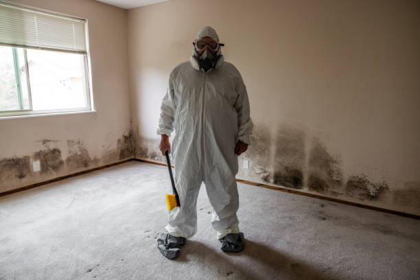 Best Asbestos and Lead Testing During Mold Inspection  in Cohoe, AK